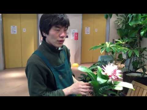 園芸 エクメア デル マール