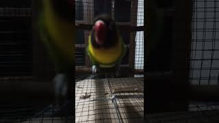 Download lagu Lovebird green perso atau dakori mp3