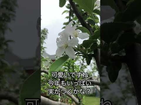 リンゴの木の根元に関連する植物はどれですか?  庭園