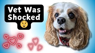 MVD in Dogs: How My 14-Year-Old Cavalier Is Still Thriving | Vet Visit, Diet & Supplement Tips