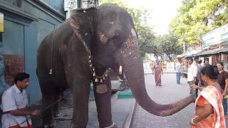 preview picture of video 'Inde 2012 : Puducherry -  Bénédiction par un éléphant'