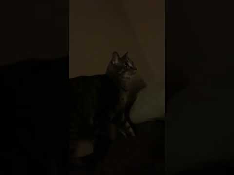Cat Meows & Chirps at Laser Pointer