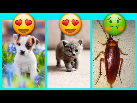 Choose Your Gift 🎁 Good vs. Bad vs. Good 🎁 Escolha seu presente Bom ou Ruim 🎁  Elige Tu Regalo 🎁