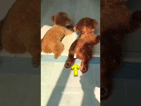 Dog Hides Between Toy Dogs So Owner Can’t Find Him! 😲 #shorts