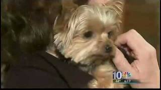 Tiny Yorkie Is World&#39;s Smallest Working Dog.rv