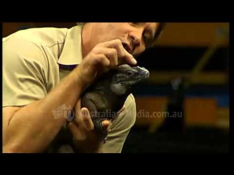 TVW Seven News Perth - Death of Steve Irwin (September 4, 2006)