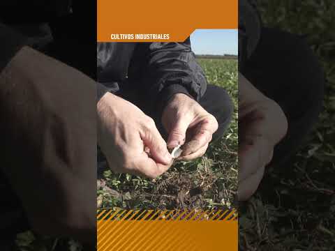 Caracterización ambiental para la cadena del maní