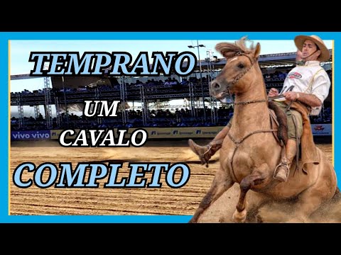 HARMONIA TEMPRANO #geneticacrioula #cavalocrioulo #rodeio