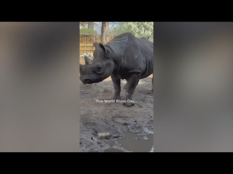 Lincoln Park Zoo celebrates World Rhino Day with exciting pregnancy announcement