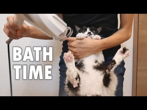 Hunting down Poki's allergies