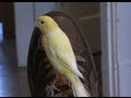 Canary Flying around the house - Super  Hand Tame -