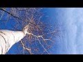 Облака. Облака плывут по небу, Синее небо. Дерево на фоне неба 