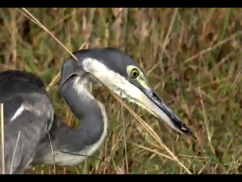 Black Headed Heron hunting on Safari Live. 22 November 2018