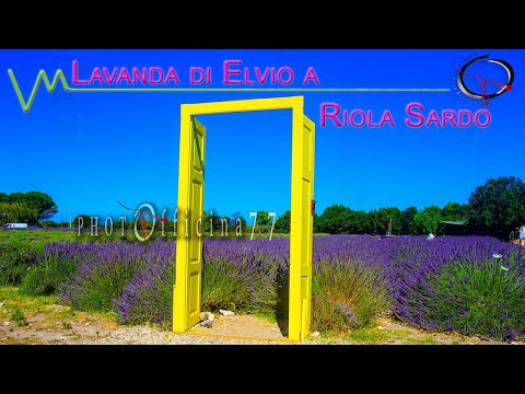 OFFICINA77 - Lavanda in Sardegna: i campi di Elvio a Riola Sardo