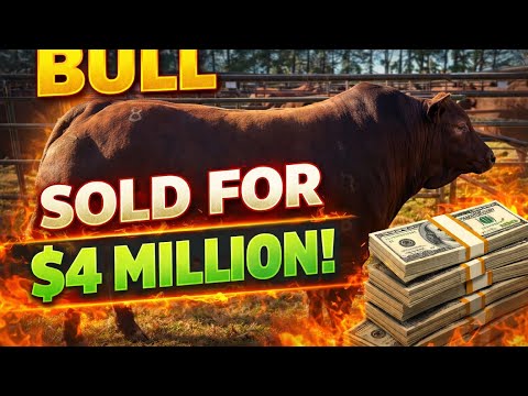 World Record Bull Sale 4 Million Lot 8 