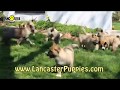 Siberian Husky Akita Mix Puppies