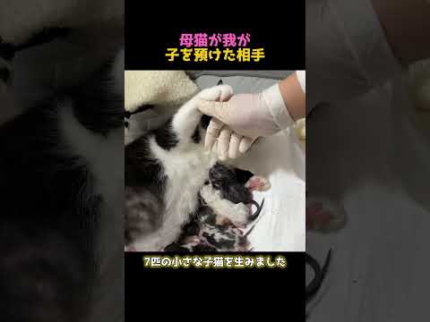 母猫が我が子を預けた相手