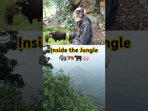 மனிதர்கள் வரவே அஞ்சும் காட்டில் ஒரு குடும்பம் மட்டும்✅ JUNGLE BOOK