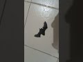 Baby Bat falling down in the floor