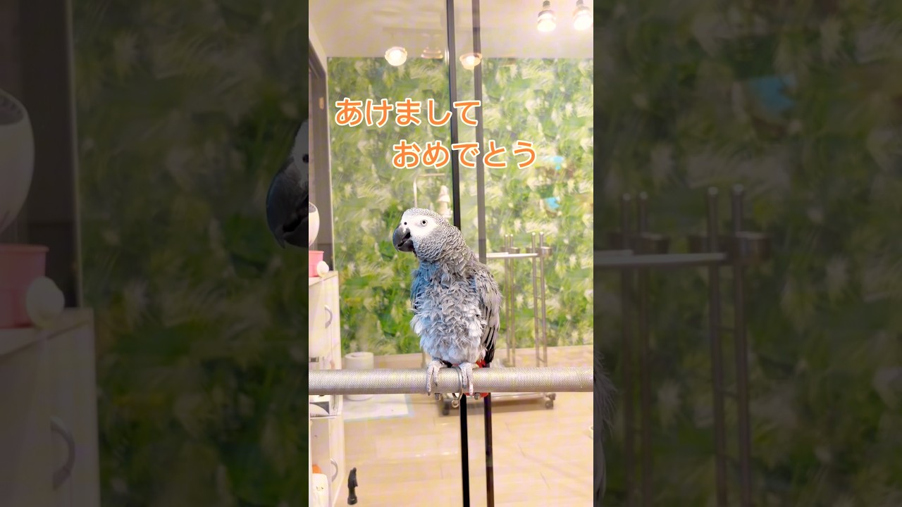【亡き夫の鳥と生活】新年のご挨拶#ペット#ヨウム#下ネタ