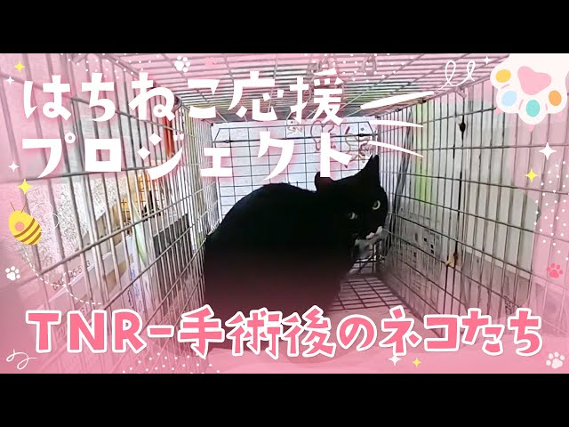 限定公開版　TNR手術後のネコたち