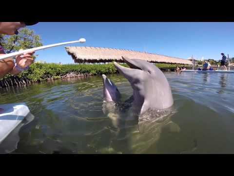 Diva Baby Spotlight v1