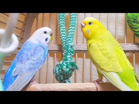 3 Hr Happy Parakeets Chirping Playing Eating, Cute Budgies Chirping. Reduce Stress of lonely Birds