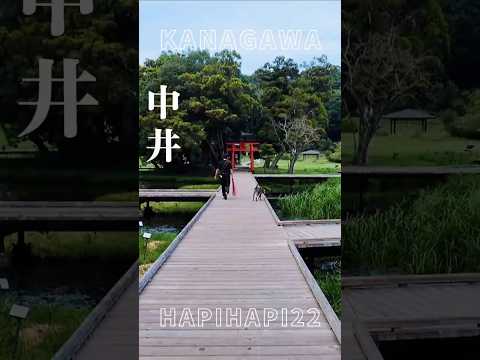 【神奈川】もっと早く知りたかった！心安らぐ穴場お散歩スポット【犬連れおでかけ】【厳島神社】 #おでかけスポット #散歩