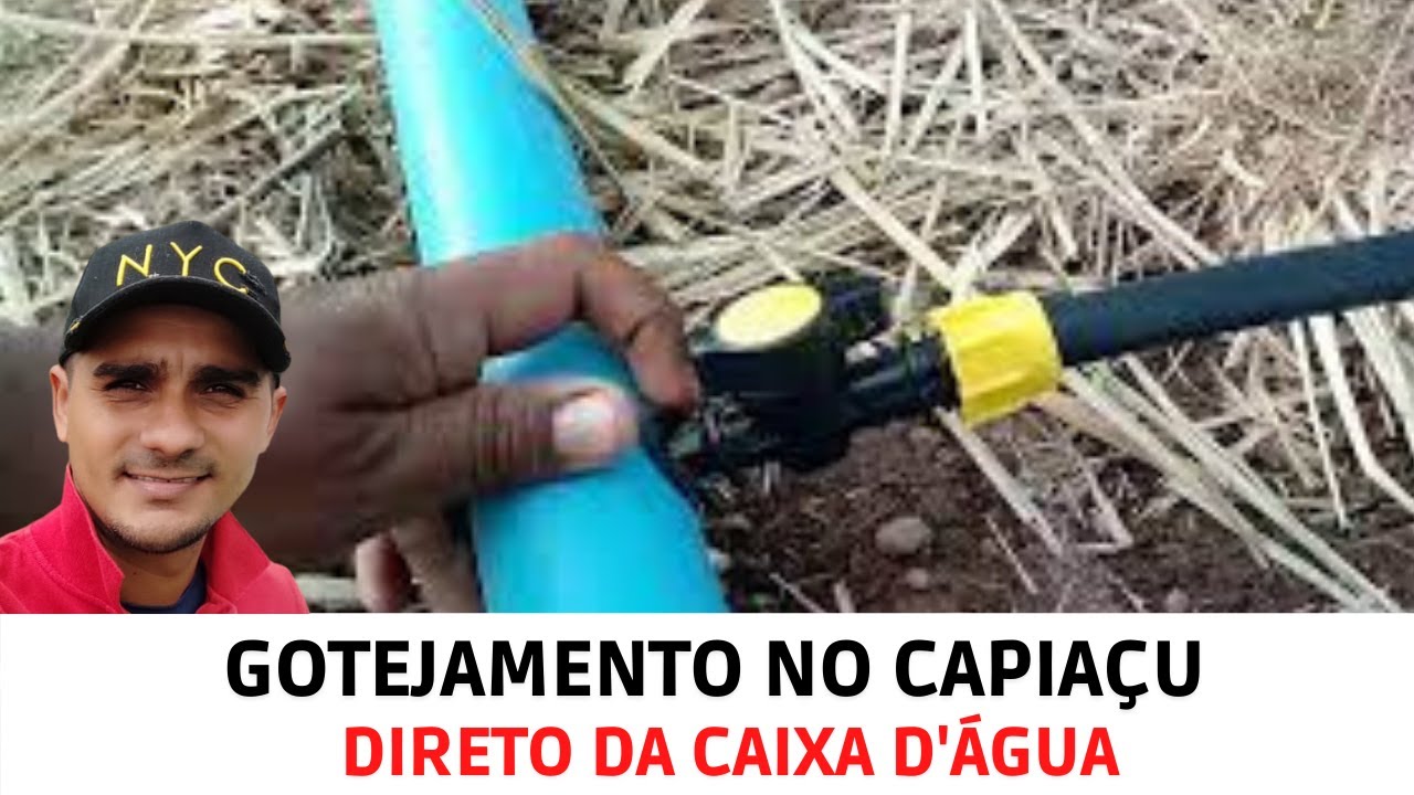 Montagem da irrigação por gotejamento no BRS CAPIAÇU Vídeo 01