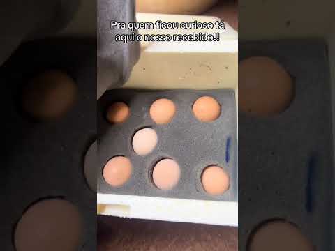 “Washington recebendo seu pedido da Galinha Balão em Minas Gerais — genética garantida do Criatório