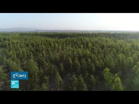 باكستان تسونامي المليار شجرة.."فكرة عمران خان المجنونة" لإعادة الحياة لغابات دمرتها طالبان