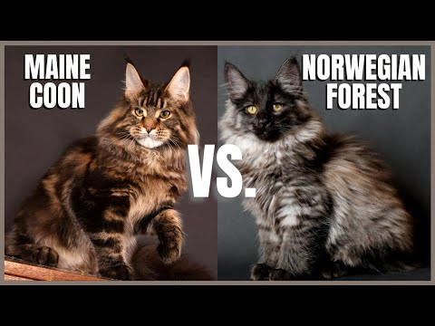 Maine Coon Cat VS. Norwegian Forest Cat