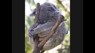 that&#39;s what I called relax - ( Fly Me To The Moon - Michael Bolton w _ lyrics)