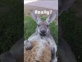 Kangaroo Thoughts