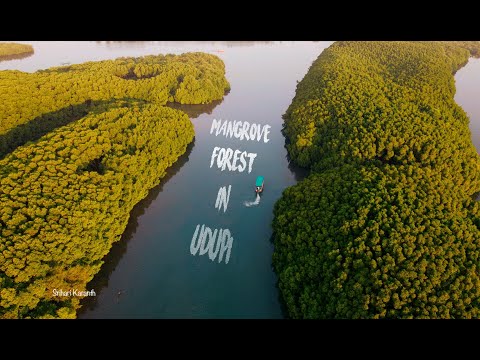 Mangrove Forest in Udupi || Kundapura Beach || Cinematic Travel Video