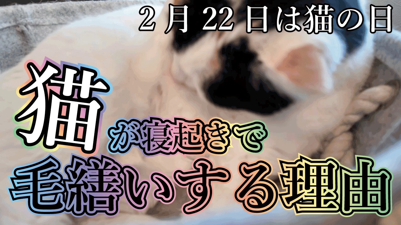 🐾2月22日「ネコの日」寝て、起きて、毛繕いして、また寝る。。。