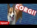 Top 50 Ultimate Corgis Compilation Of 2016 Kyoot Animals
