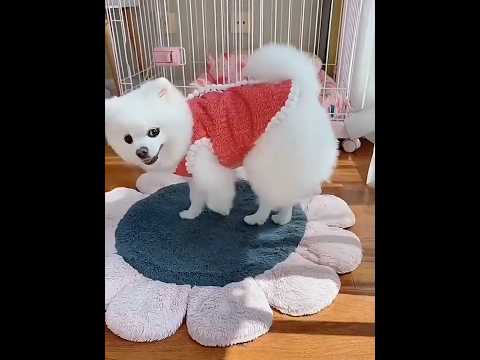 Флисовая кофта для котов «Зефир», коричневый - фото 1 - id-p2950100409