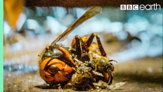 Bees Kill A Giant Hornet With Heat  Buddha Bees an