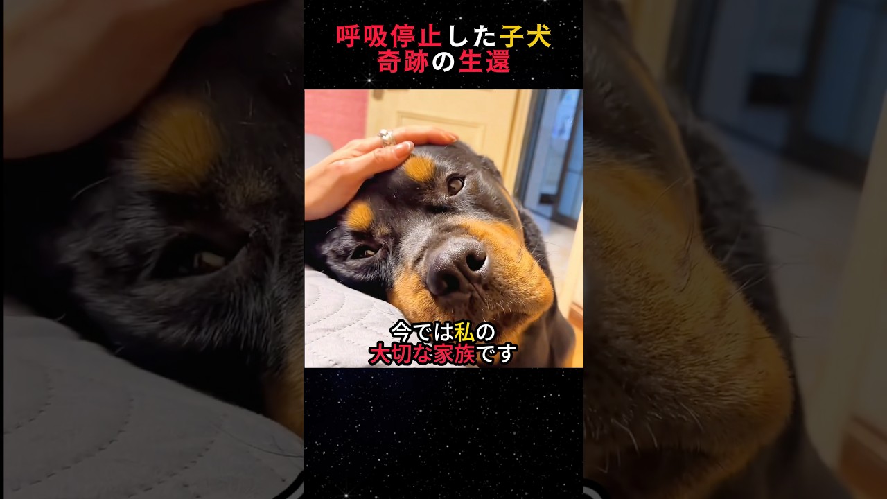 呼吸停止した子犬奇跡の生還