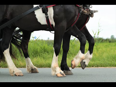 Stal Okkema's Heike & Jasper - barock pinto - gelding - 1.64m
