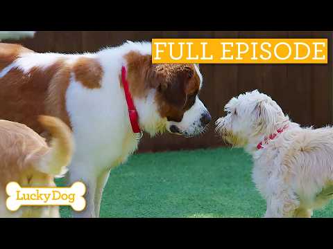 Tiny Street Dog Doesn't Understand She's Finally Safe | Full Episode S4 Ep22
