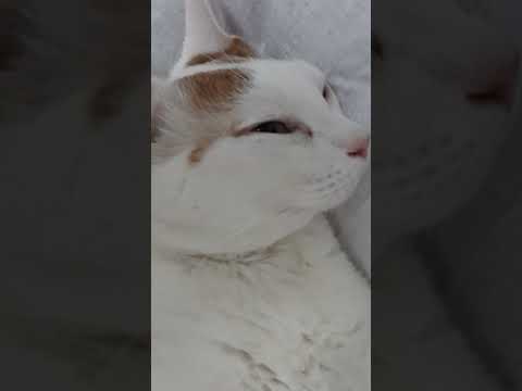My cat his a great pretender😅😅#sleepingcat#compilation#cutecat#fatcatvideosfunny