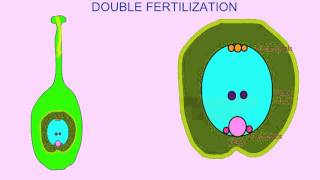 ANGIOSPERM DOUBLE FERTILIZATION