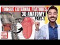 Tongue Anatomy 3D | anatomy of tongue external features | external features of tongue anatomy