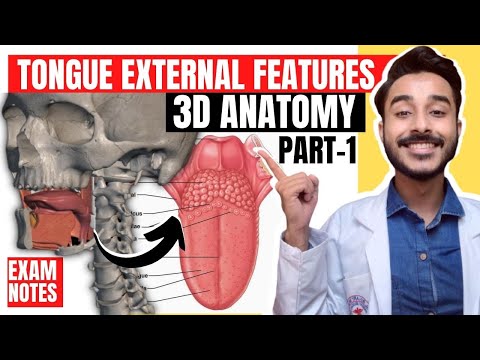 Tongue Anatomy 3D | anatomy of tongue external features | external features of tongue anatomy