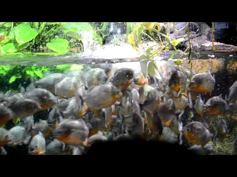 Watch Video on YouTube