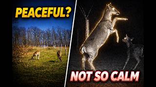 Most Days Are Calm… But Not This One | Orchard Trail Cam