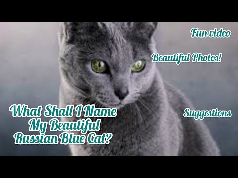 24 Beautiful and Regal Russian Blue Cat Names |  Super Female And Male Name Suggestions!