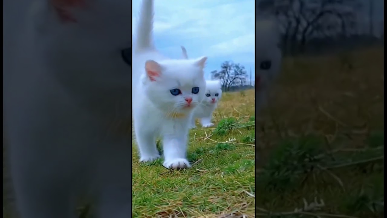 Whimsical White Cats in Play: A Delightful Feline Frolic